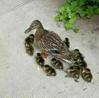 Math Ducks 2025